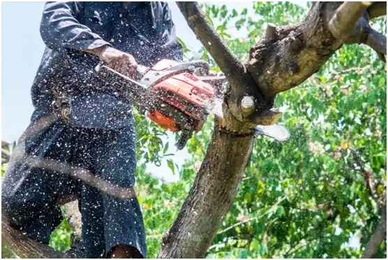 tree services Central Falls